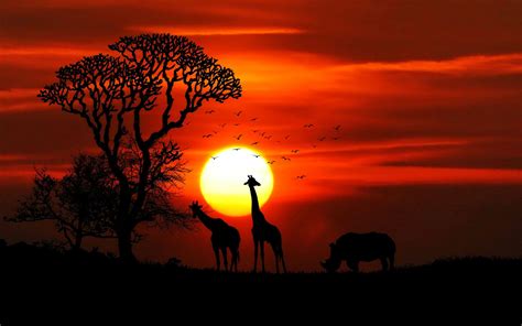 African Sunset bet365