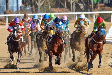 Apostas em corridas de cavalos São José dos Pinhais