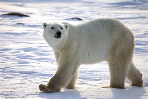 Arctic Bear Betsson