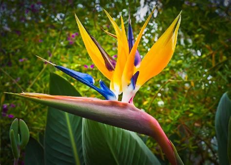 Birds Of Paradise Betano