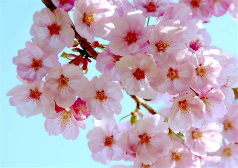 Cherry Blossom Betsson