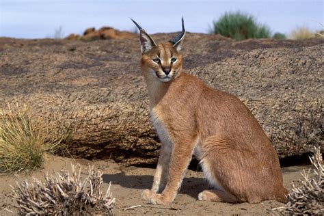 Desert Cats Blaze