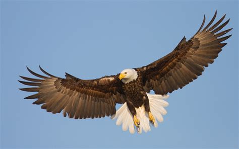 Eagle S Wings Sportingbet