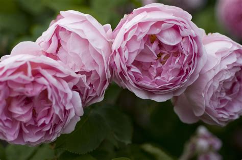 English Rose Betsson