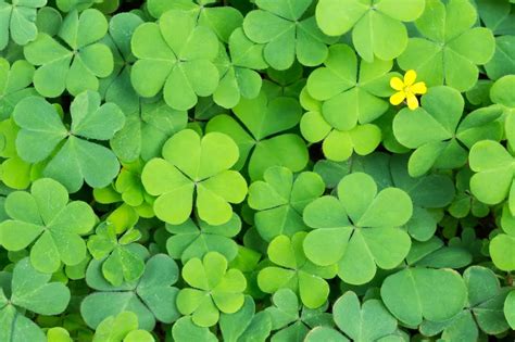 Field Of Clovers PokerStars