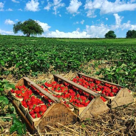 Fruity Fruit Farm betsul