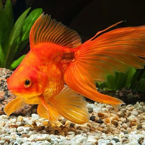 Goldfish Betfair