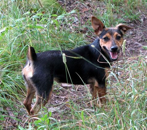 Irlandês preto e tan jack russell terrier