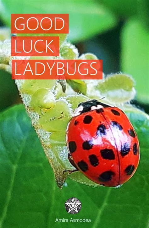 Ladybug Luck Sportingbet