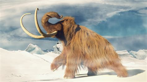 Mammoth Tundra Betfair