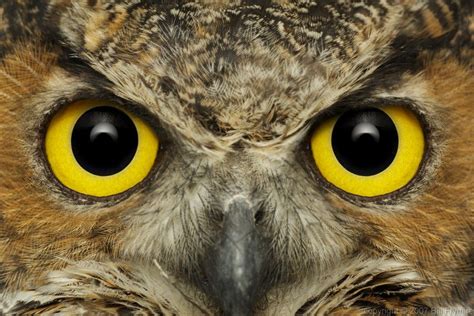 Owl Eyes Betsson