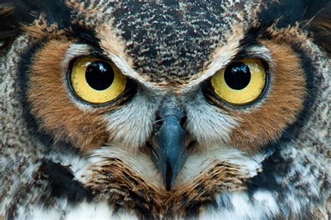 Owl Eyes betsul