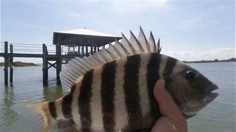 Sheepshead slot flórida