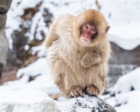 Snow Monkeys Betano