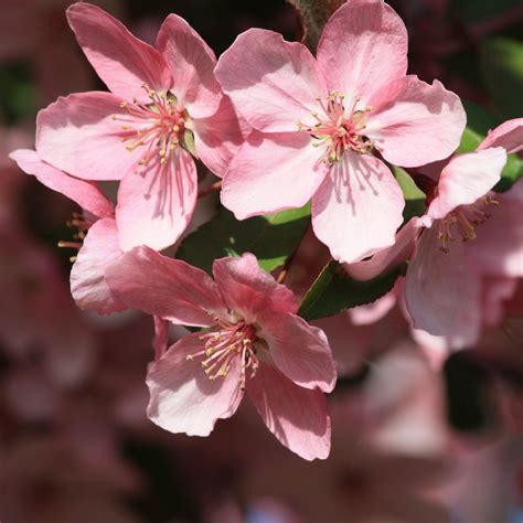 Spring Blossom NetBet