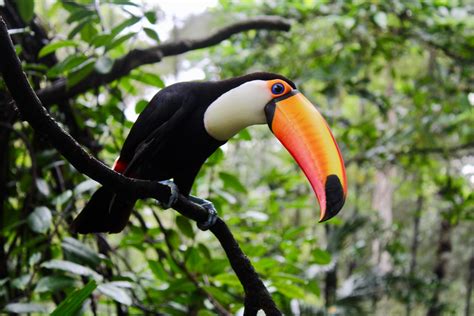 Tall Toucan Tree Bodog