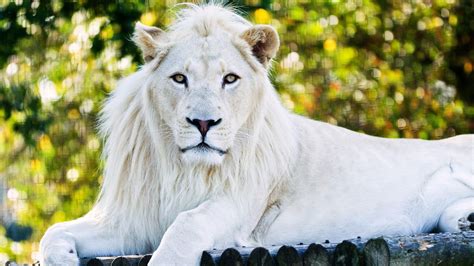 White Lion Bwin