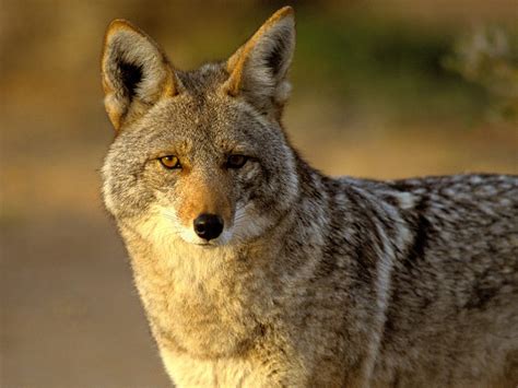 Wild Coyote Novibet